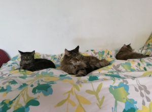 Mój 4 mąż i 4 kota-5